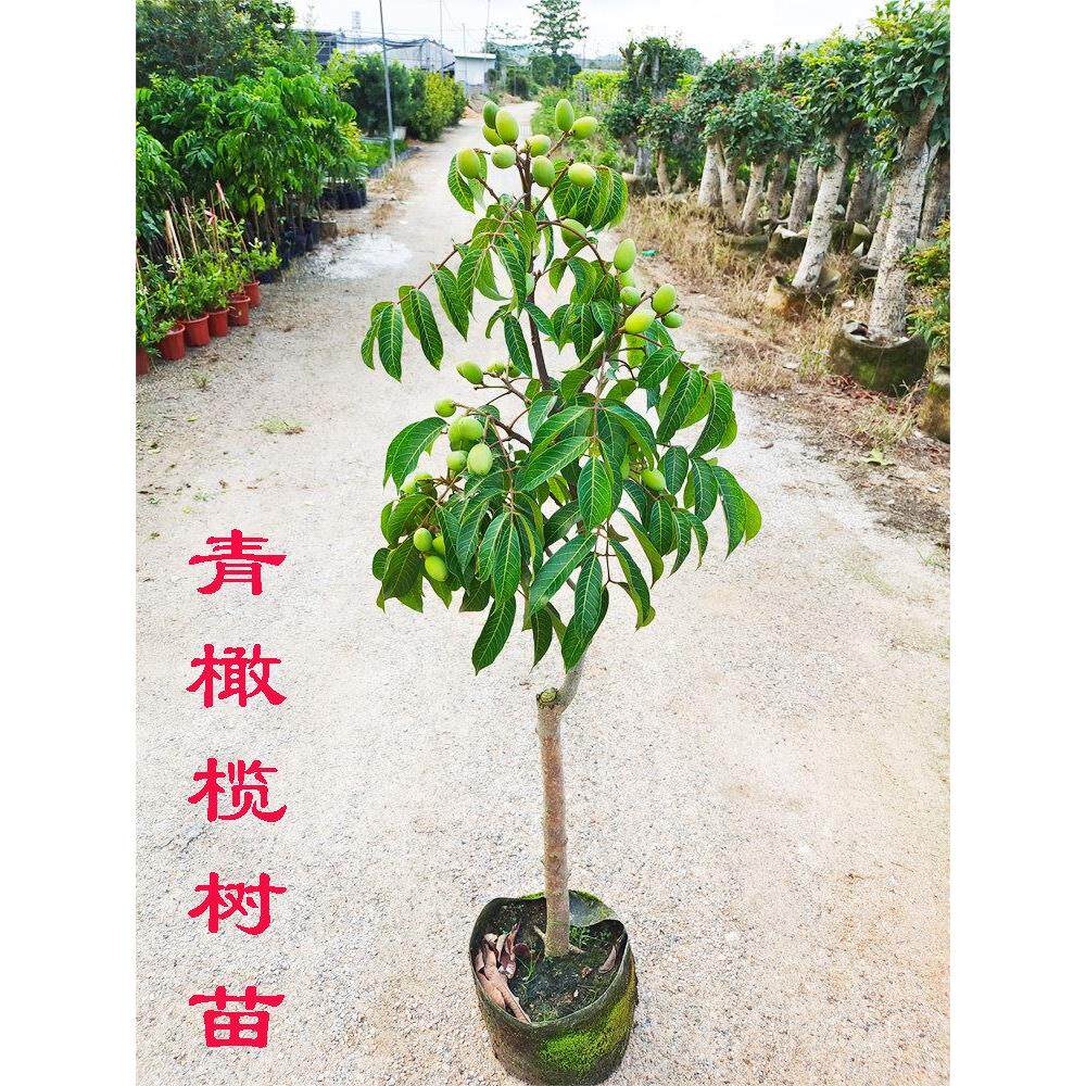 青橄榄树树苗潮汕甜橄榄嫁接苗正宗金玉三捻果苗乌橄榄果树苗地栽