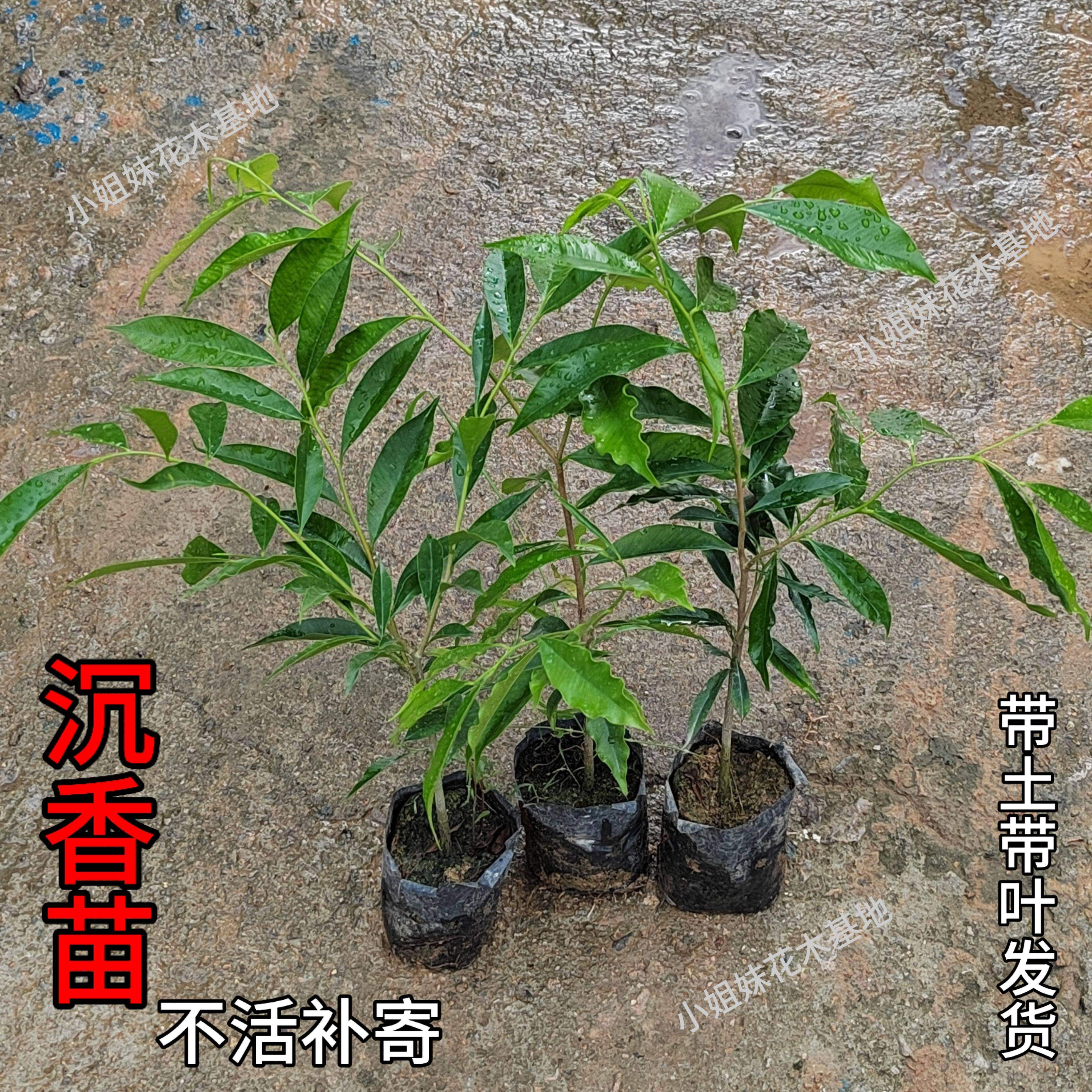 正宗沉香树苗奇楠沉香苗名贵树白木香棋楠苗珍贵药材海南沉香木苗