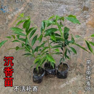 正宗沉香树苗奇楠沉香苗名贵树白木香棋楠苗珍贵药材海南沉香木苗