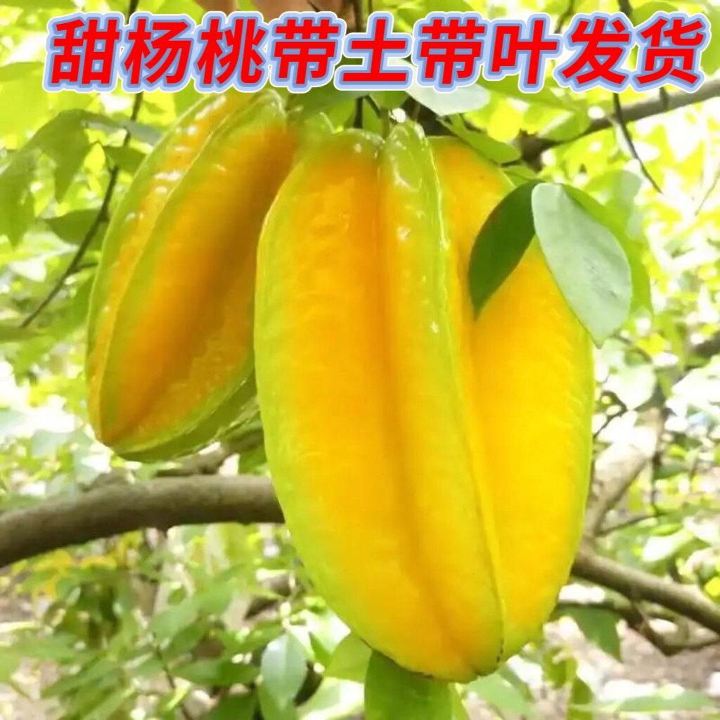 杨桃苗四季甜杨桃树苗纯甜嫁接果苗四季结果盆栽地栽带土带叶发货
