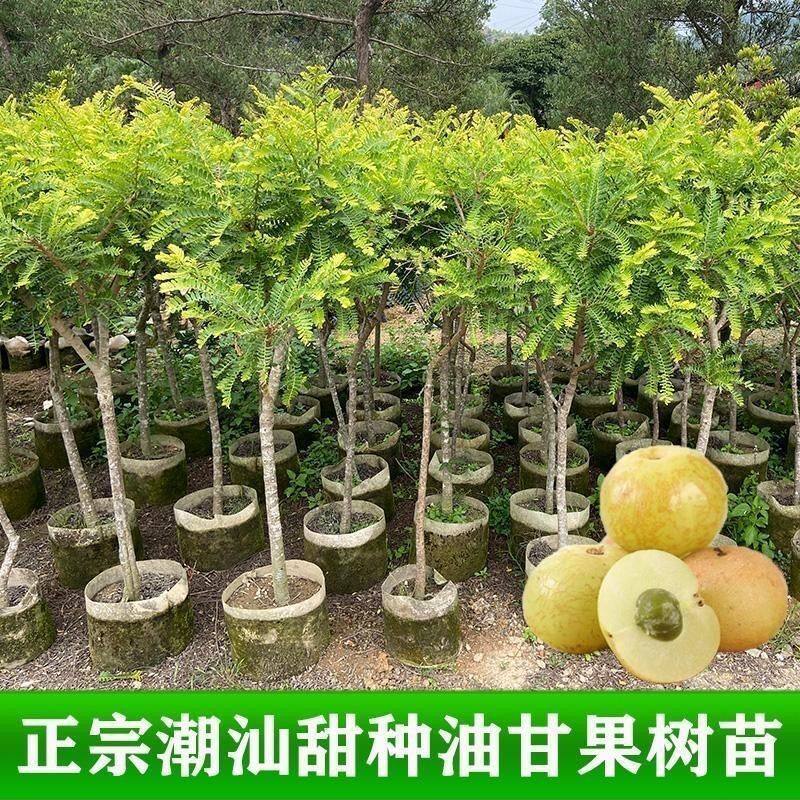 正宗嫁接崩坎甜种油甘果树苗甘子果苗甜油柑果树新品种油甘特大苗