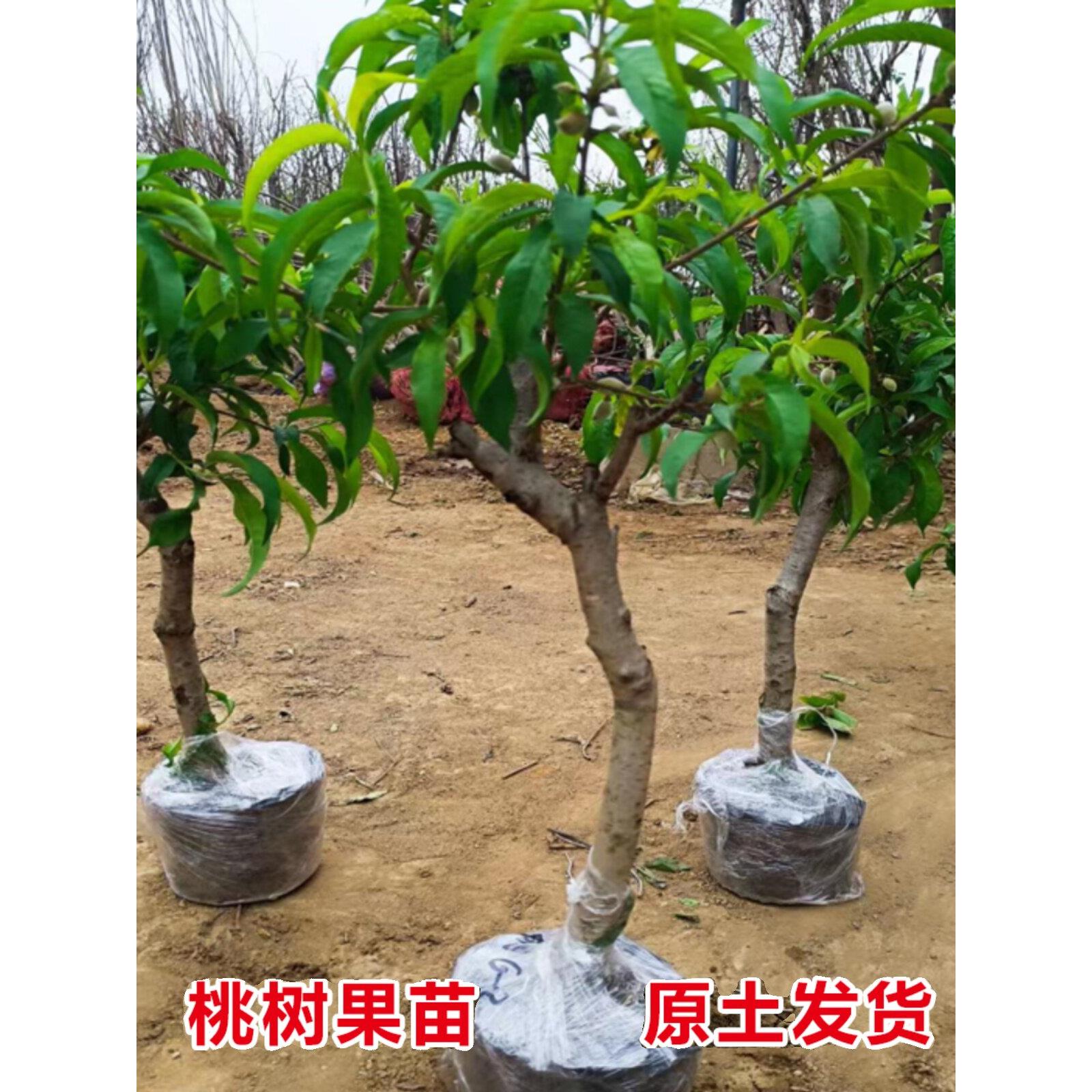 大桃树果苗黄桃水蜜桃冬桃红油桃树南北方种植当年结果嫁接桃子苗