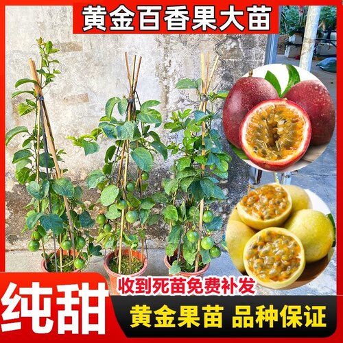 百香果苗树苗当年结果
