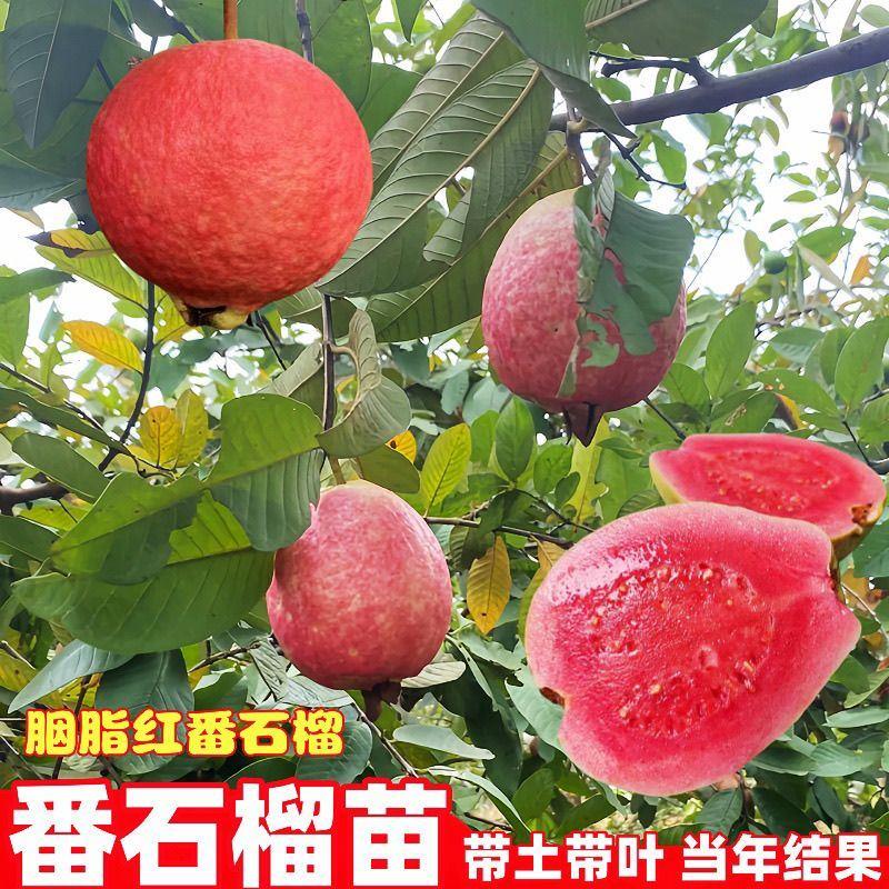 广西胭脂红番石榴树苗嫁接红心番石榴苗带土带叶南方种植当年结果