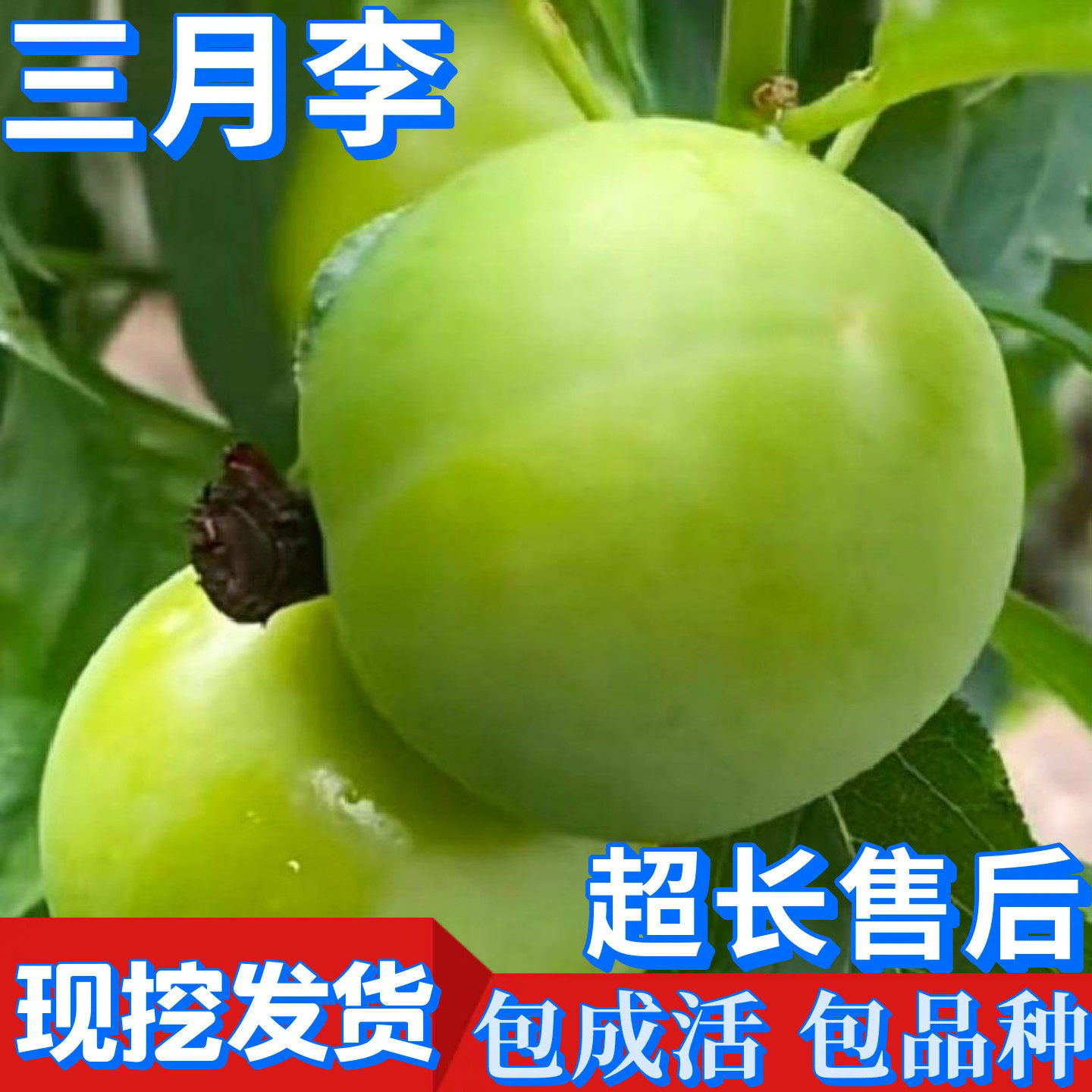 三月李子树苗嫁接新品种广东广西南北方早熟特大矮化盆栽当年结果