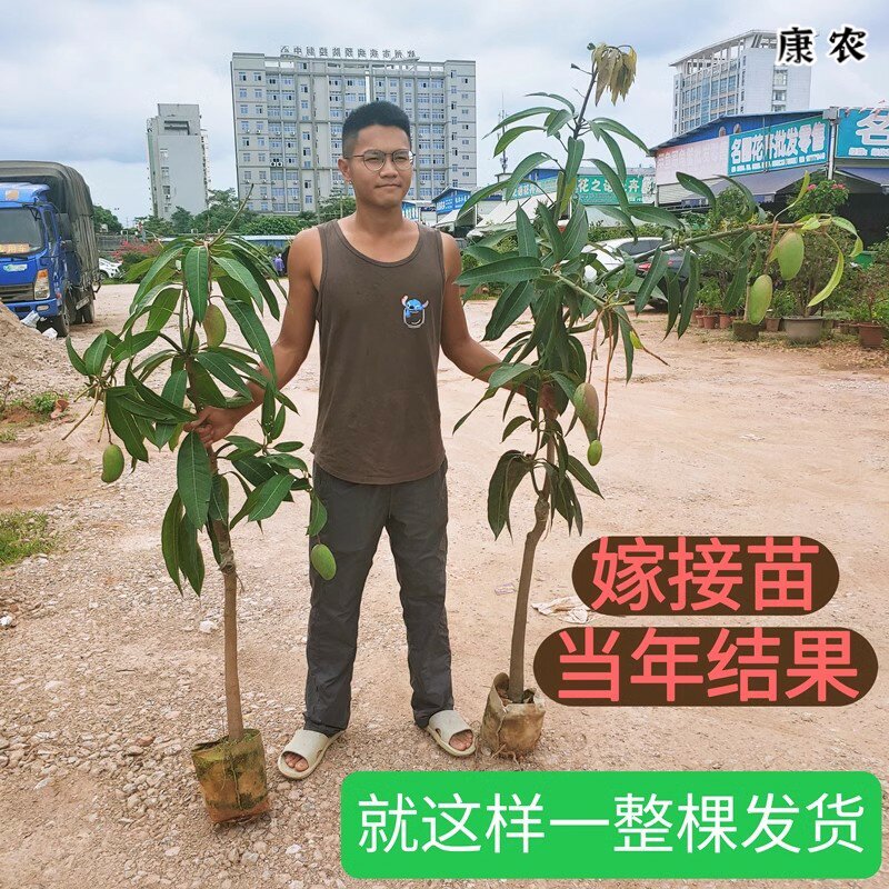 芒果树苗嫁接四季芒金煌芒贵妃芒果苗树盆栽矮化庭院阳台当年结果