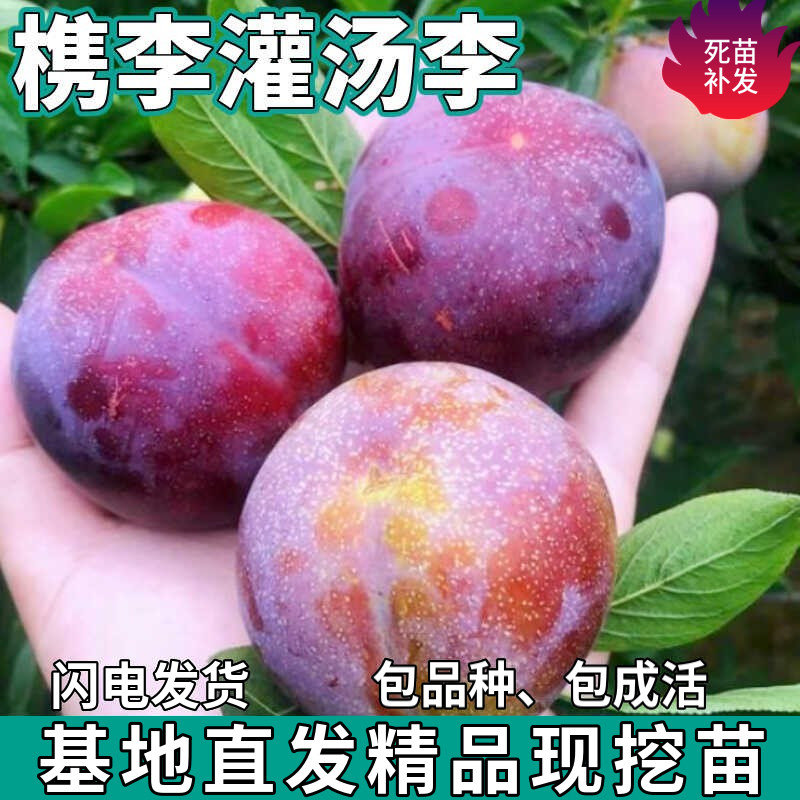 桐乡檇李树苗南北方地栽盆栽树苗种植嫁接灌汤李子果树苗当年结果