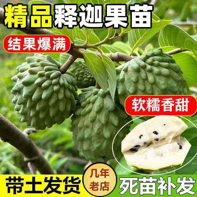 释迦果苗树带果台湾凤梨嫁接果树果苗榴莲庭院南方种植盆栽地栽苗,鲜花速递/花卉仿真/绿植园艺,果树,淘宝优惠券,粉丝福利购,淘宝优惠卷