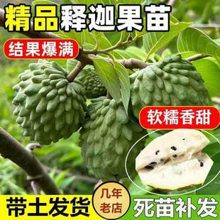 释迦果苗树带果台湾凤梨嫁接果树果苗榴莲庭院南方种植盆栽地栽苗