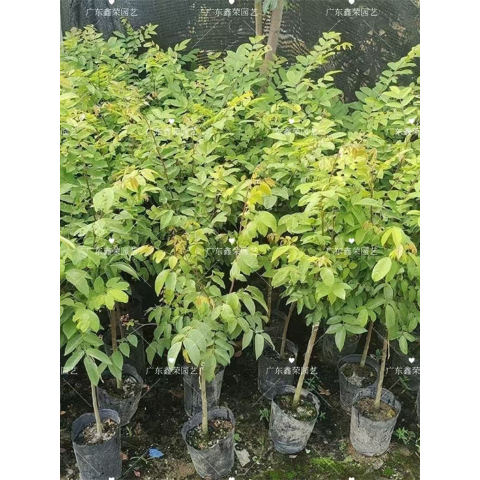 杨桃树苗台湾甜杨桃水果苗纯甜嫁接蜜丝四季结果庭院地盆栽果树苗