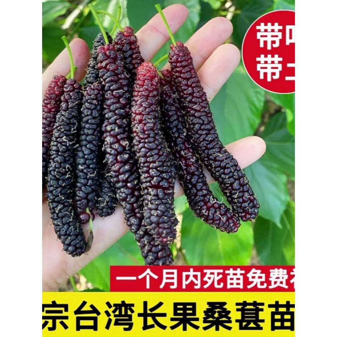 正宗四季台湾长果桑苗带果嫁接桑葚树苗无籽黑桑果树桑葚当年结果