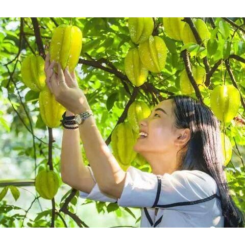 台湾四季甜杨桃树苗当年结果嫁接苗庭院盆栽南方果树种植