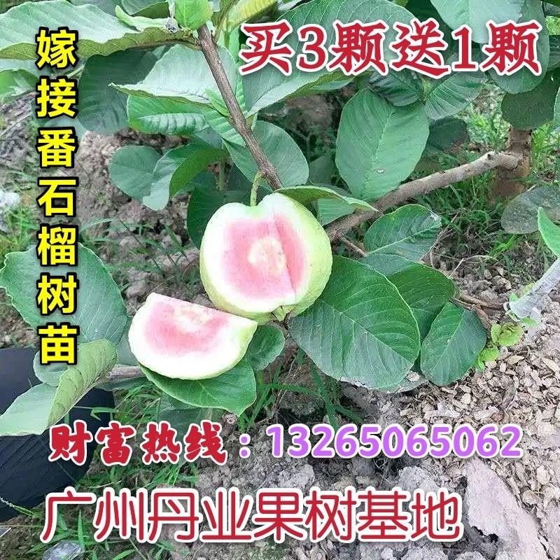 广州发货嫁接大果番石榴树苗胭脂红番石榴苗芭乐果苗当年结果