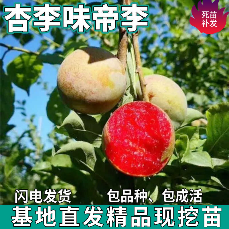 杏李味帝李果树苗南北方地栽庭院盆栽种植嫁接美国李子苗当年结果