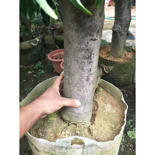 十年大嫁接荔枝树苗妃子笑糯米糍桂味无核荔枝苗盆栽地栽当年结果