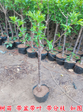 李子树苗盆栽地载庭院南北方种植当年结果嫁接苗大红袍蜂糖李带土