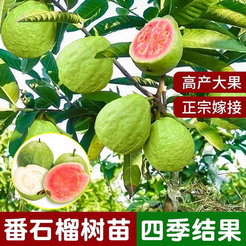红心芭乐嫁接树苗台湾红心胭脂红番石榴苗软糯香甜盆地栽当年结果