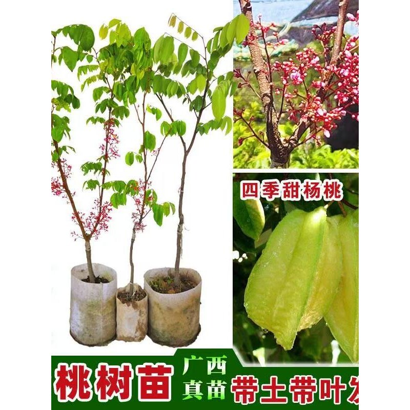 【带土带叶】杨桃树苗杨桃苗马来西亚红四季甜杨桃果树苗南方庭院