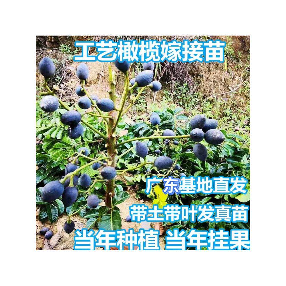 正宗普宁石站榄吊思茅黑橄榄苗嫁接乌橄榄工艺榄苗甜青橄榄苗