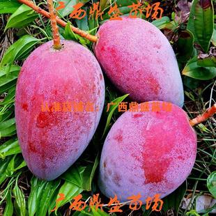 优质嫁接海南贵妃芒果树苗红贵妃芒薄核四季盆栽大果树果苗带土叶