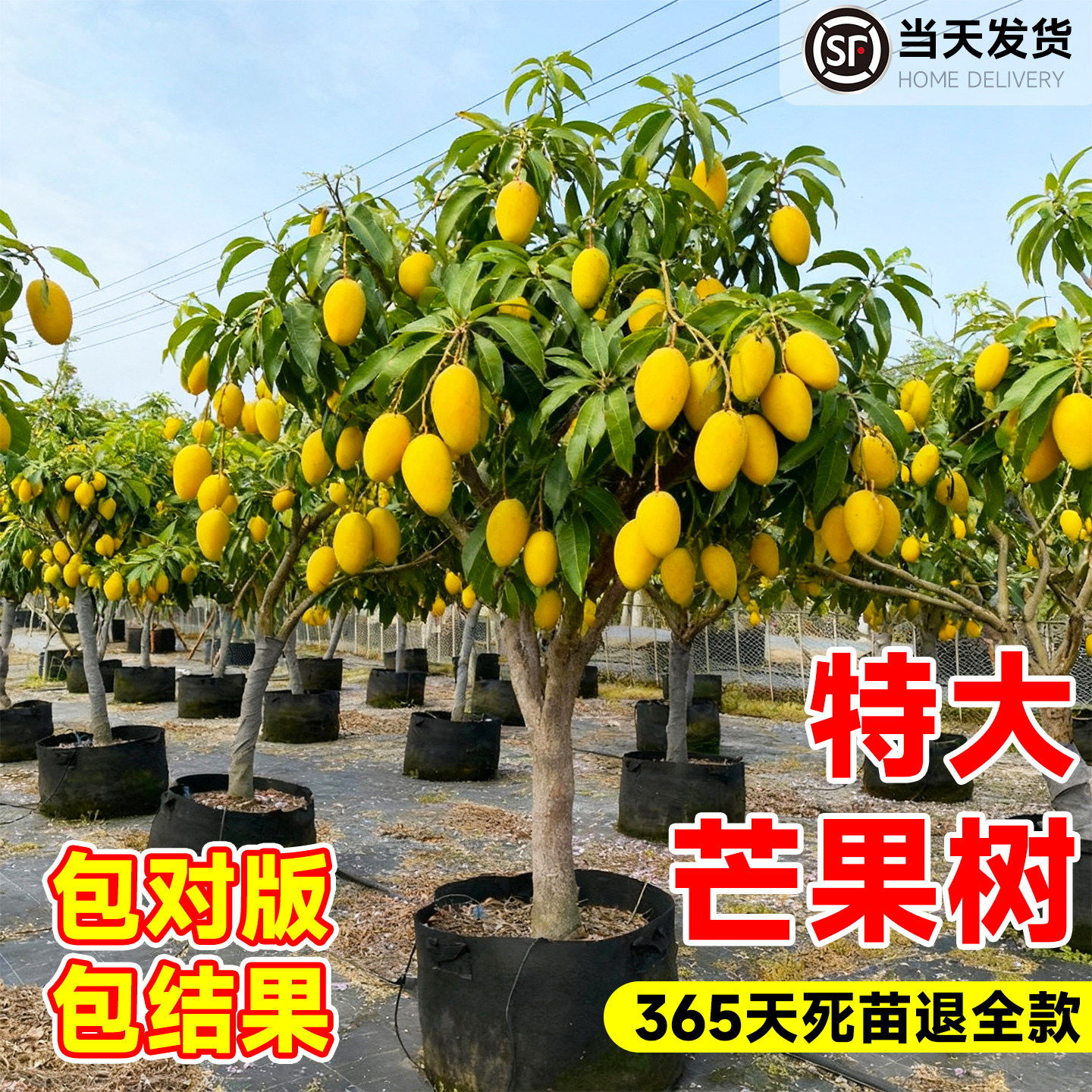 芒果树果苗树苗金煌芒四季芒特大树嫁接盆栽地栽当年结果南北种植