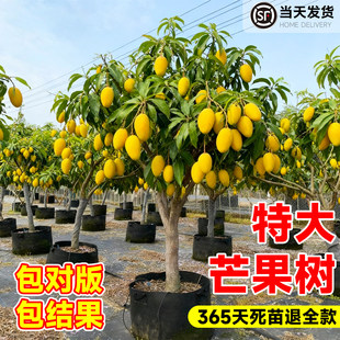 芒果树果苗树苗金煌芒四季芒特大树嫁接盆栽地栽当年结果南北种植