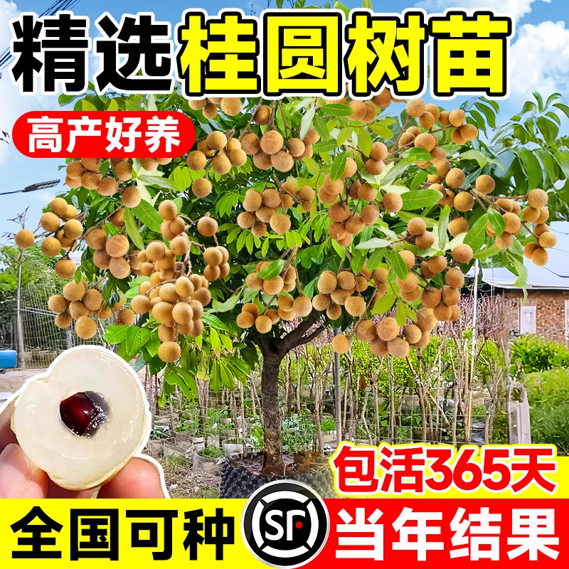 桂圆树苗果苗储良四季老桩矮化石峡龙眼树小苗超大龙眼树苗嫁接苗