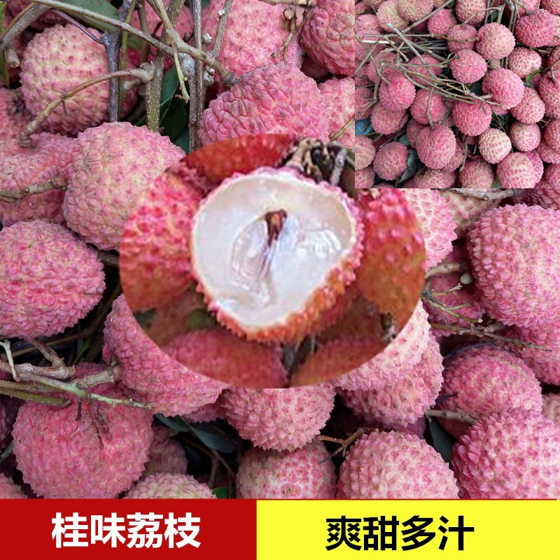 荔枝树苗桂味肉脆甜无核荔枝荔枝多肉带土带叶东莞14年淘宝老店