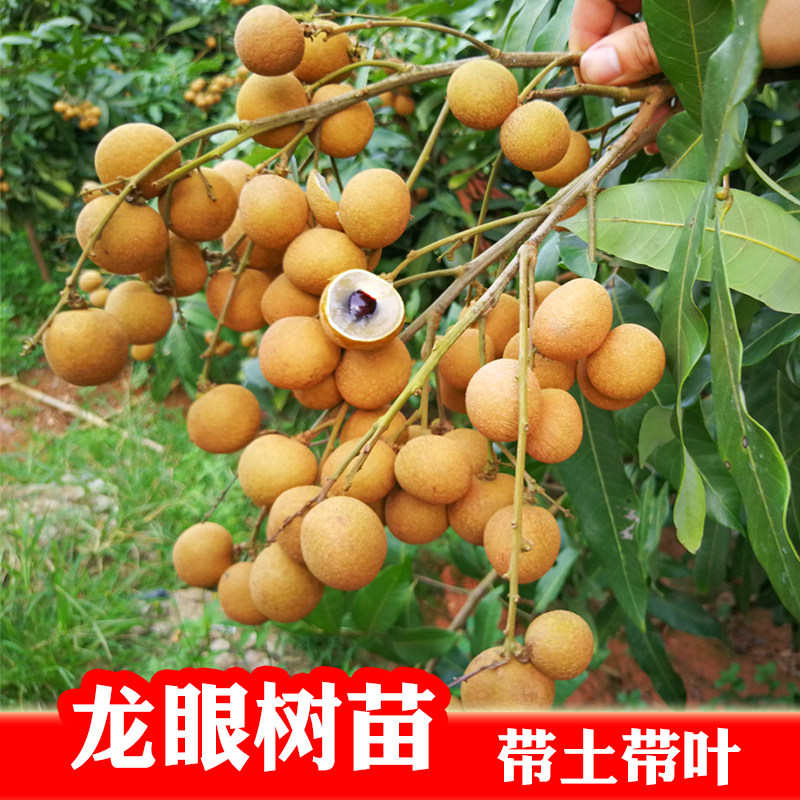龙眼树苗 石硖储良嫁接石峡双季桂圆四季龙眼果苗 四季红皮龙眼苗