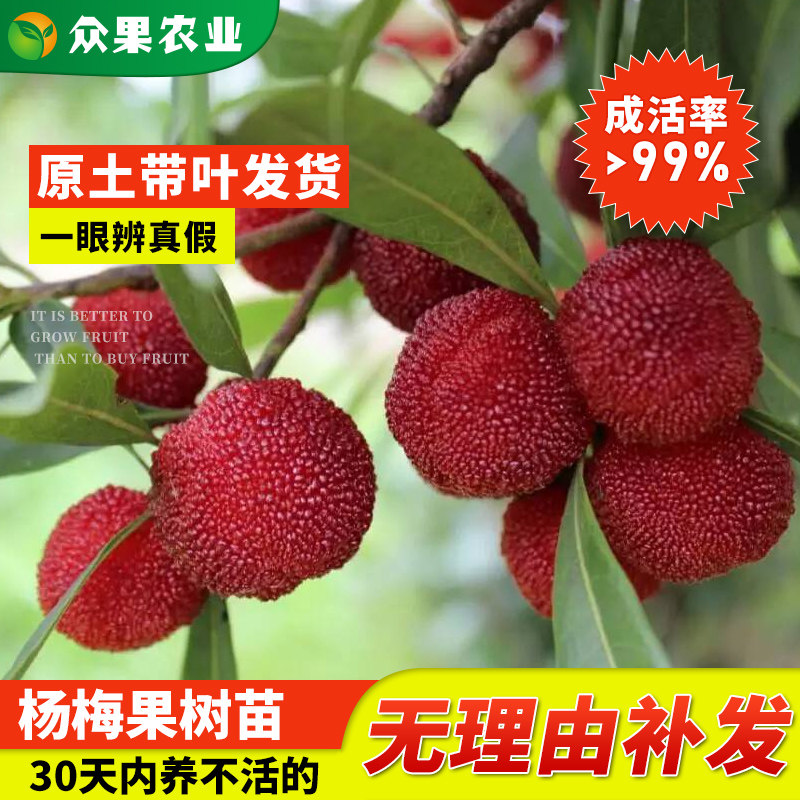 杨梅树苗东魁杨梅嫁接苗树结果特大红梅原生苗盆栽地栽大黑炭果树