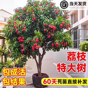 特大号荔枝树苖嫁接苗无核桂味冰荔糯米糍果树果苗南北方庭院种植