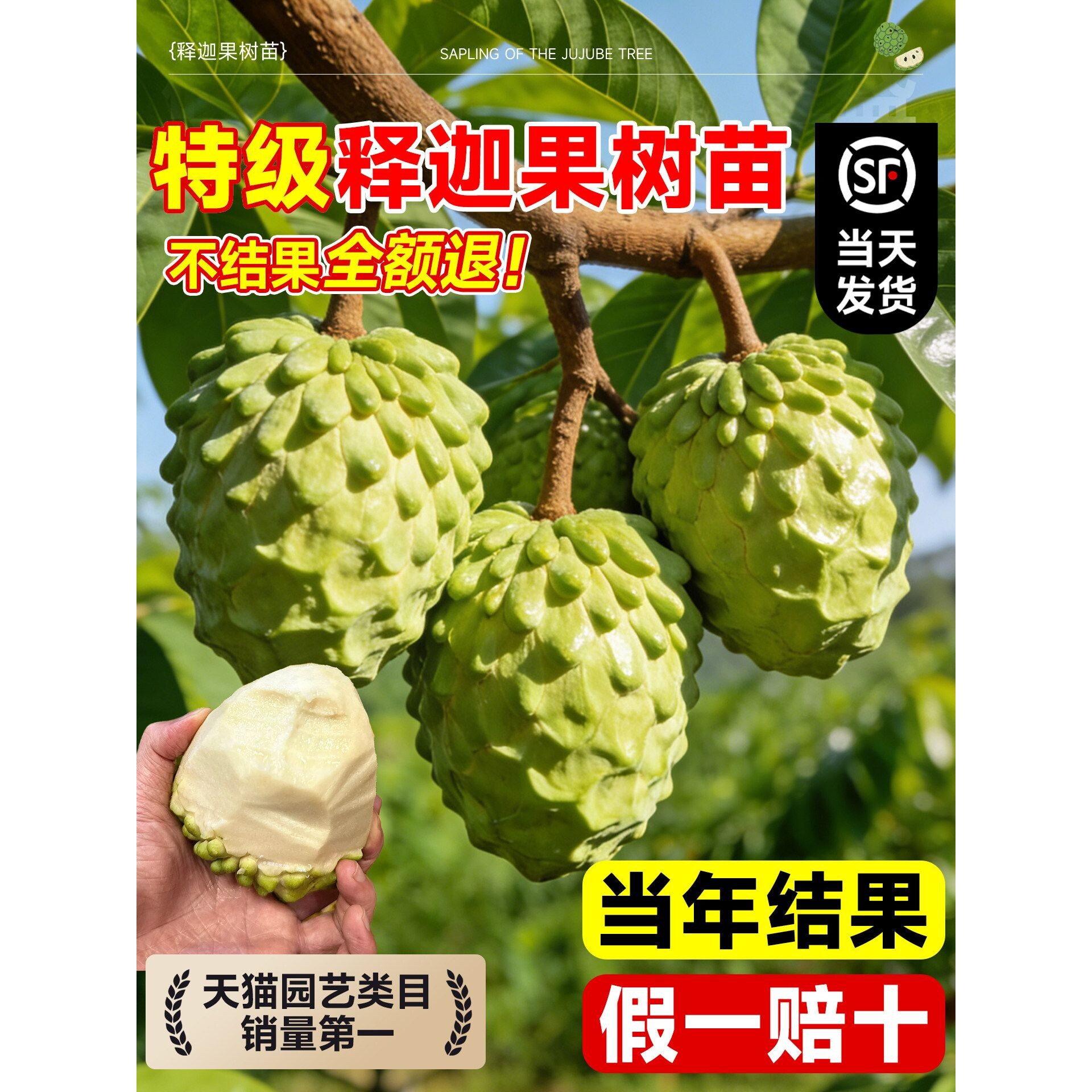 释迦果树苗嫁接苗带果台湾凤梨榴莲果苗庭院南方种植盆栽地栽苗