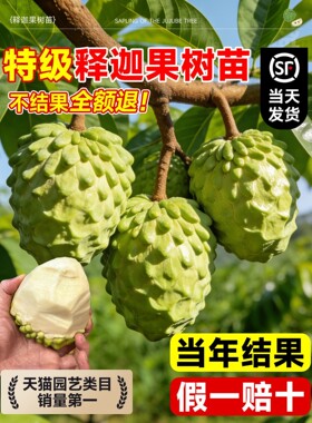 释迦果树苗嫁接苗带果台湾凤梨榴莲果苗庭院南方种植盆栽地栽苗