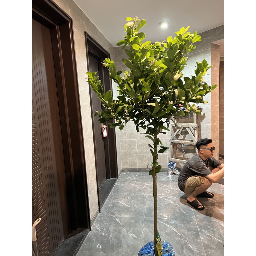广东香水柠檬树盆栽带果大型老桩棒棒糖可食用高杆四季阳台绿植苗