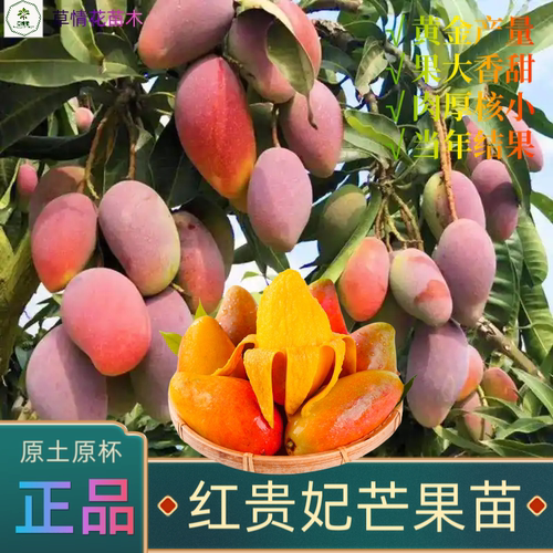 芒果苗四季芒果苗红贵妃芒果树苗金煌芒果苗阳台盆栽地栽当年结果