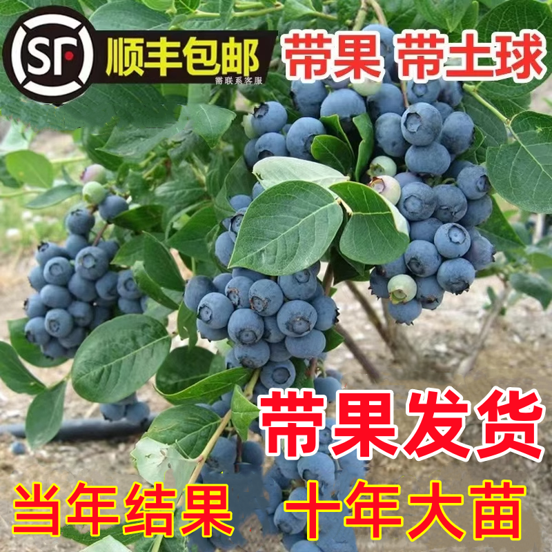蓝莓树果苗蓝莓苗盆栽地栽果苗带大果南北方种植苗兔眼绿宝石果树