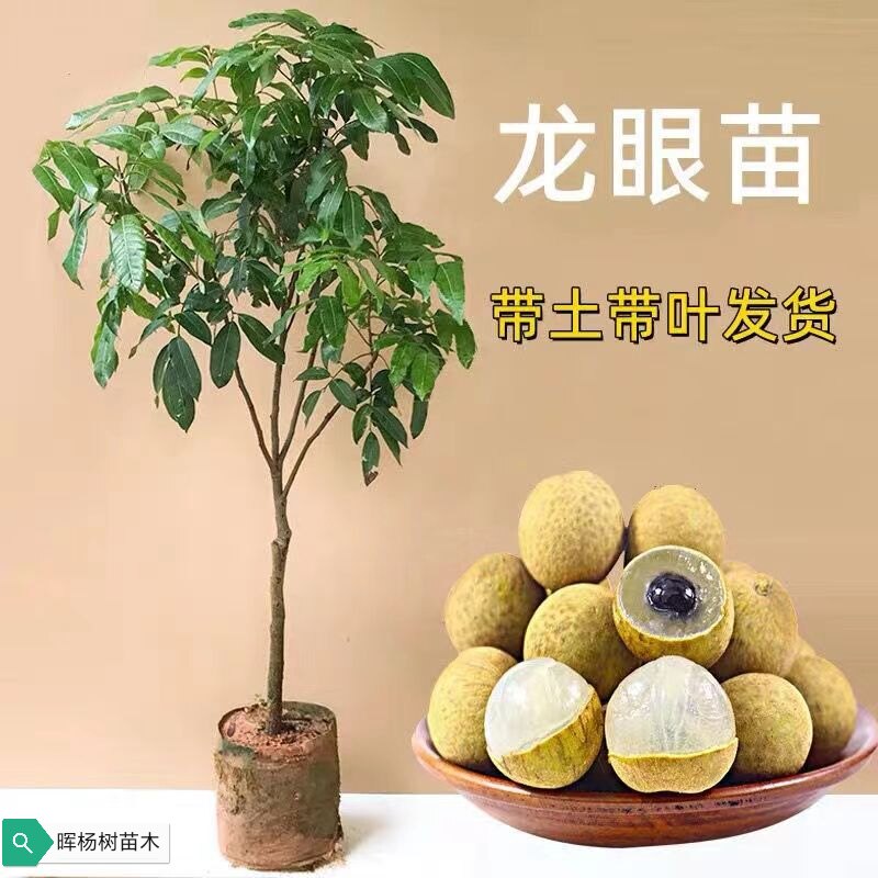早熟石硖龙眼嫁接树苗储良嫁接苗盆栽地栽南方种植四季龙眼嫁接苗