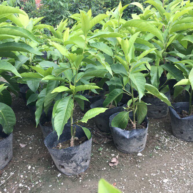 白玉兰花苗盆栽黄玉兰花白兰黄兰小树苗黄角兰开花不断浓香型