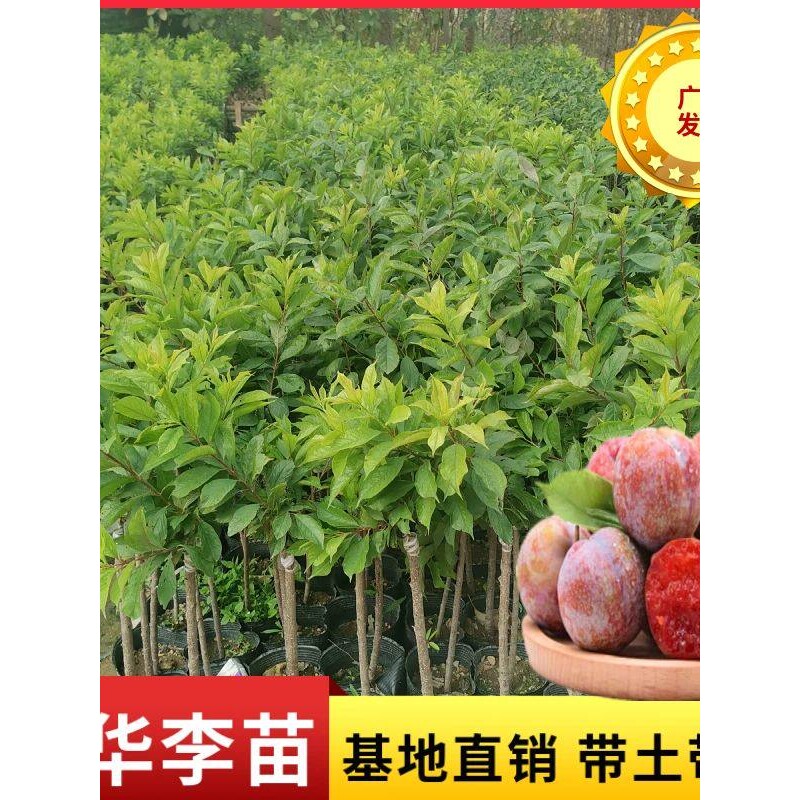 三华李树苗 正宗早生三华李苗嫁接苗 带叶带土李子苗当年结果树苗