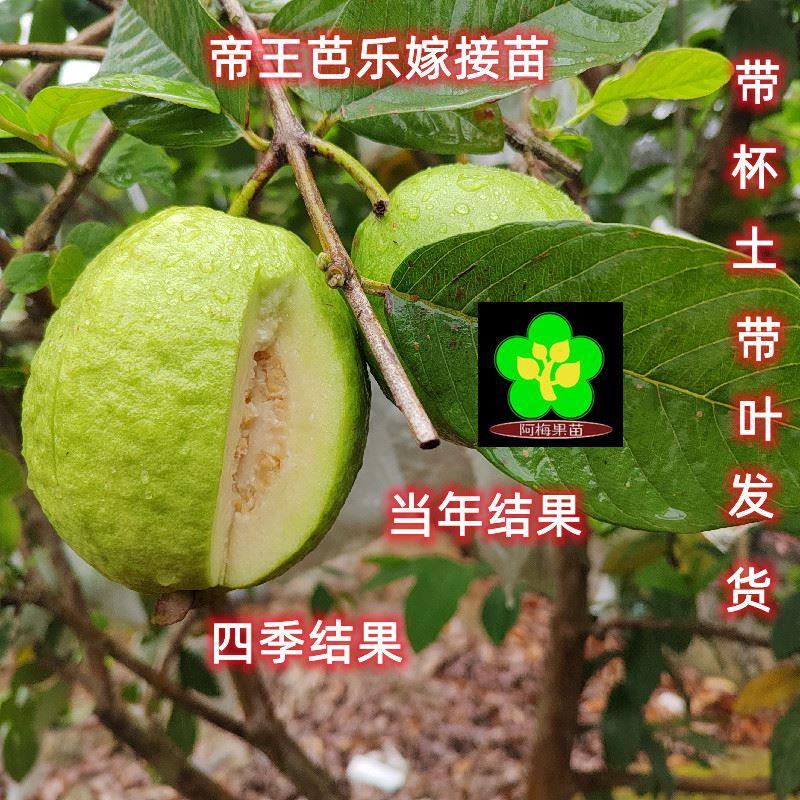 正宗台湾四季帝王芭乐嫁接苗 番石榴 芭乐嫁接苗当年挂果 可盆栽
