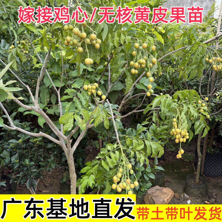黄皮果苗果树无核鸡心贵妃嫁接带泥叶盆地栽庭院广东绿化大果树苗