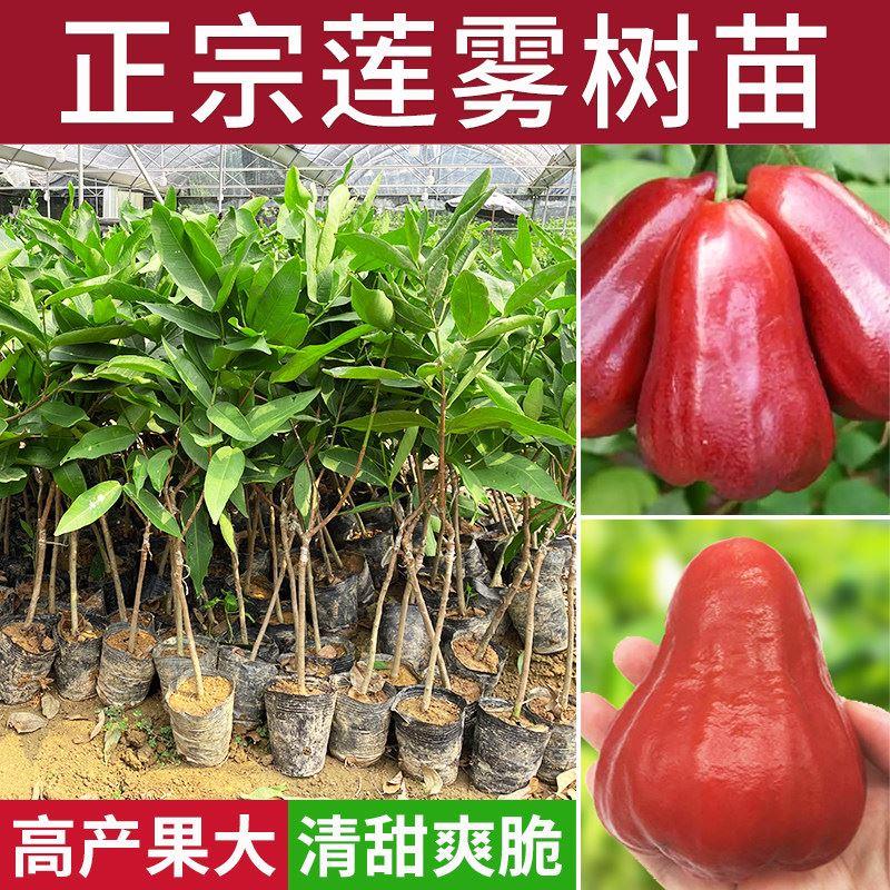 莲雾果树苗嫁接黑金刚大叶红黑糖芭比盆地栽庭院行道绿化园果树