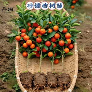 正宗广西嫁接沙糖桔子树苗无核籽早熟四会砂糖橘树苗带土带叶发货