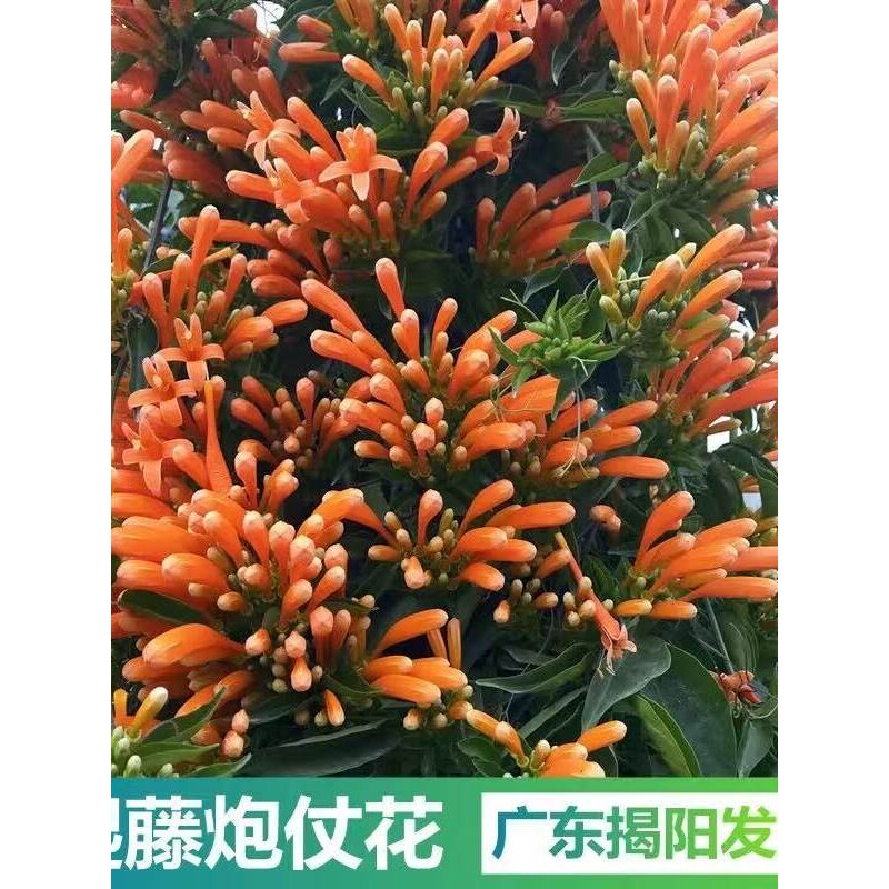炮仗花苗 爬藤植物 鞭炮花 四季可种阳台庭院垂吊攀援花卉 藤本花