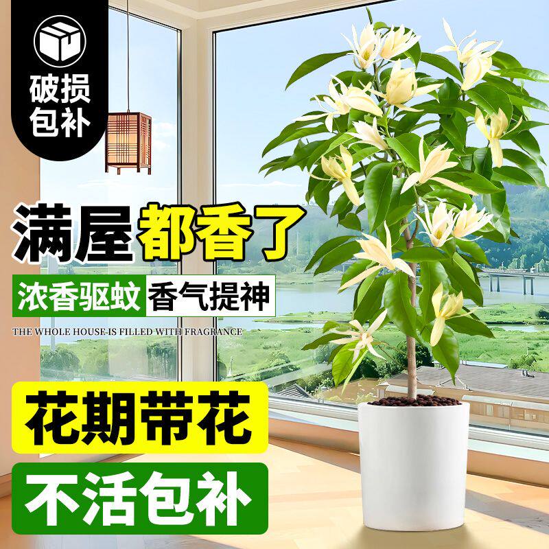 白兰花玉兰树苗花卉植物室内庭院绿植黄角兰盆栽易活带花苞四季开