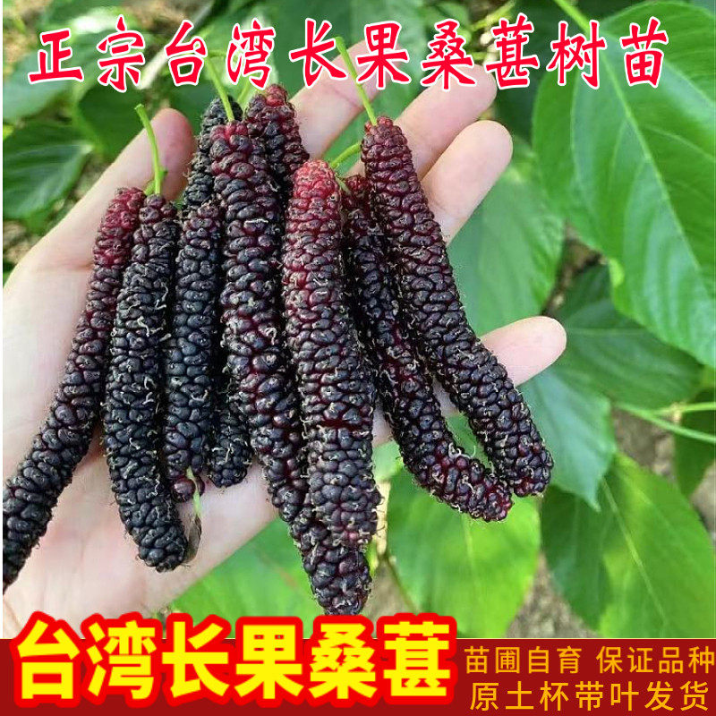 包邮正宗台湾长果桑苗带果嫁接桑葚树苗无籽黑桑果树四季种植