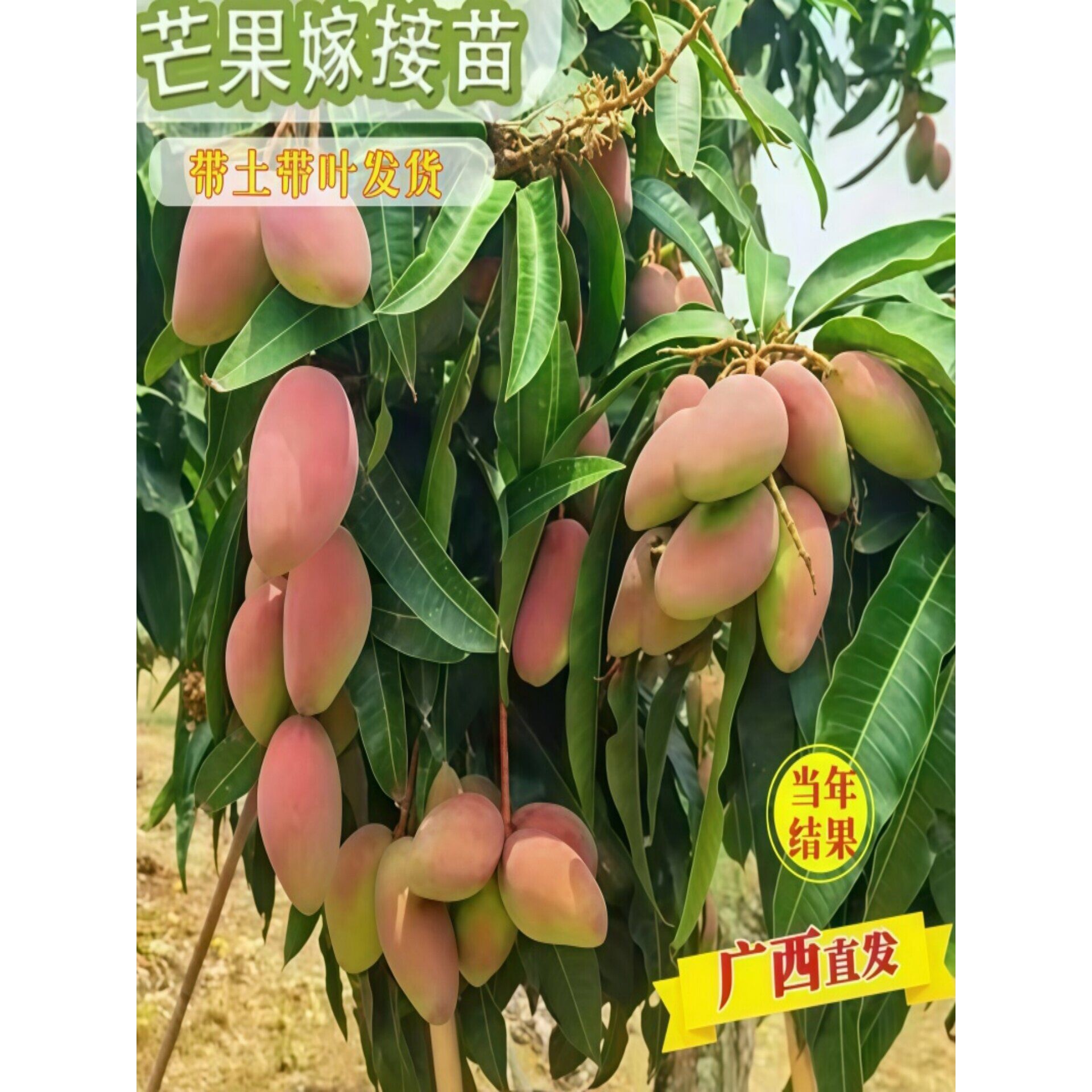 芒果苗树嫁接红贵妃金煌芒四季芒果树苗当年结果庭院阳台盆栽好养