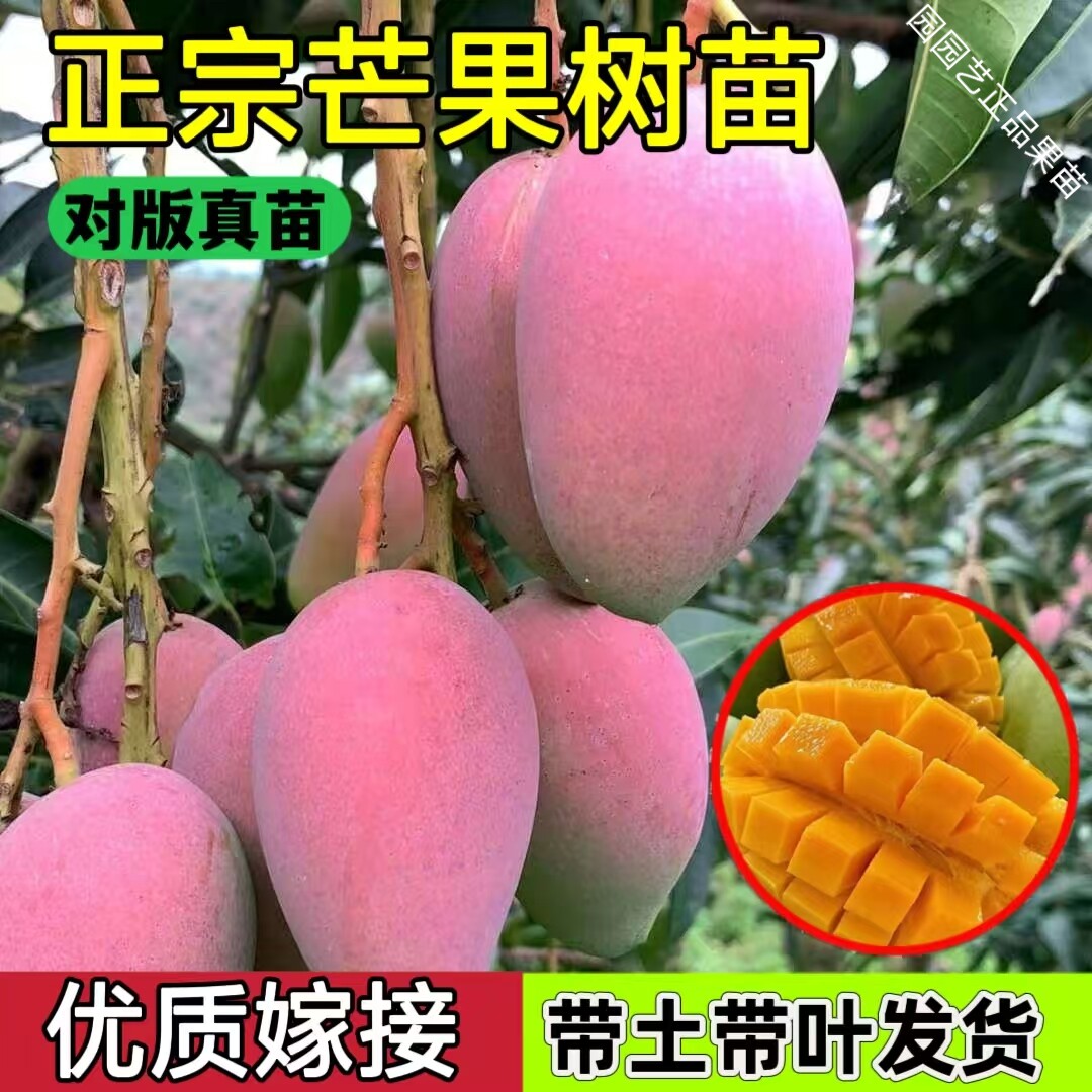 芒果树苗嫁接金煌芒四季芒果苗树红贵妃当年结果庭院阳台盆栽好养