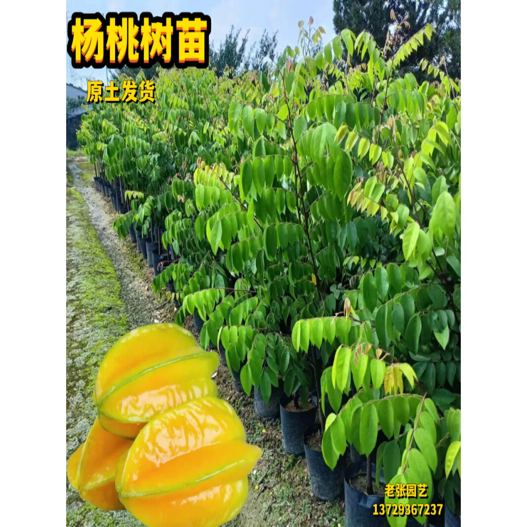甜杨桃树苗嫁接四季结果台湾大果好吃庭院阳台盆栽南方种植果树苗