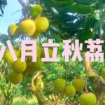 新品果树苗特晚熟马贵八月荔枝嫁接苗成熟南方果树大全盆栽地栽